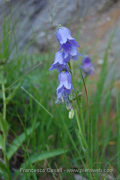 4-Fiori blu mentre salgo al Curò.jpg - 4-Fiori blu mentre salgo al Curò